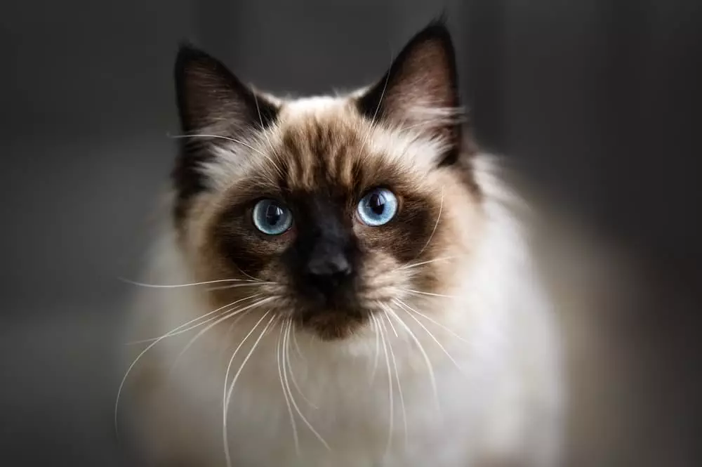 Ragdoll Eine Katze Mit Ganz Besonderem Wesen Katzenkram