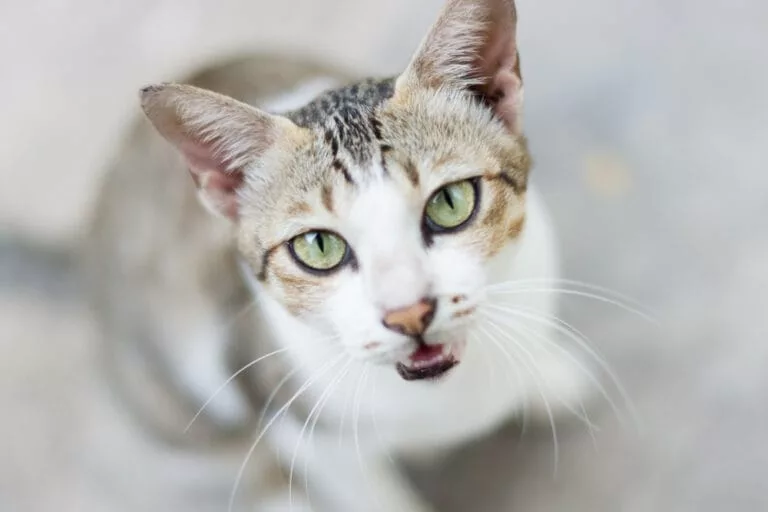 Nickhautvorfall Bei Der Katze Ursachen Behandlung