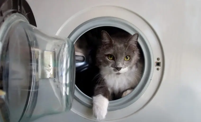 Gefahrenquellen für Katzen: Waschmaschine und Trockner