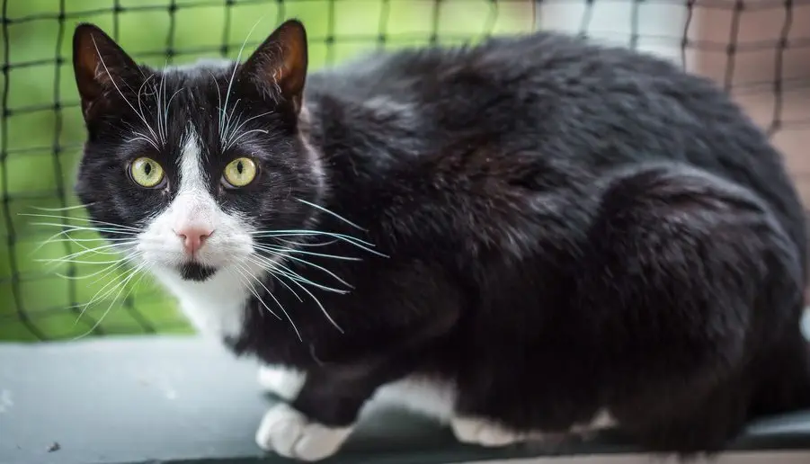 Katzen Balkon-Schutz-Netz