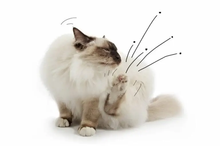 Deine Katze hat Flöhe? – So kannst du Katzenflöhe bekämpfen und aus der Wohnung bekommen