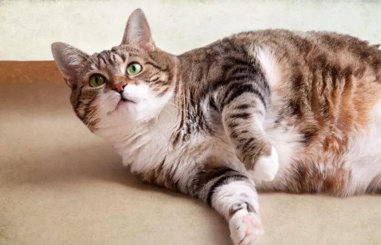 Katze Diät - Dicke Katze liegt auf dem Boden. Deutlich sind die Fettpolster zu sehen