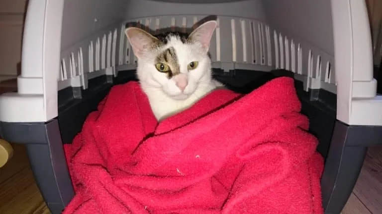 Katze in Transportbox ohne Stress