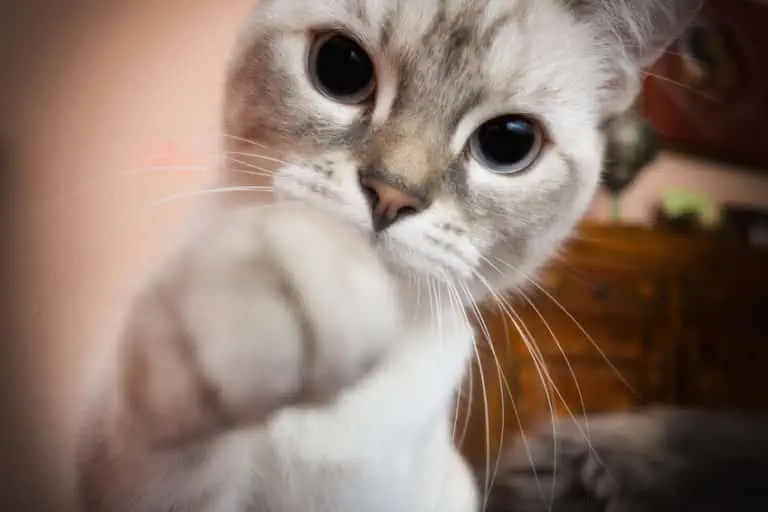 Katze raubt Schlaf
