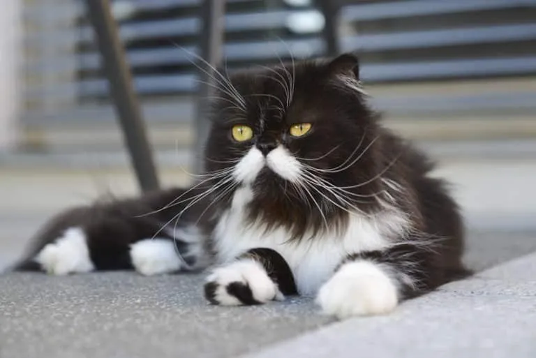 Perserkatze Rassebeschreibung