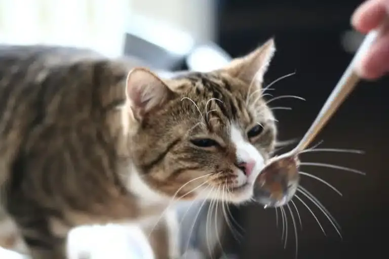 Haarausfall Die Katze leckt sich Fell weg Warum? • katzenkram
