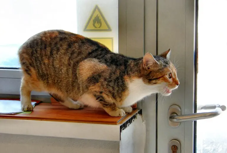 Bild / Foto: Rollige Katze maunzt, Rolligkeit bei Katzen