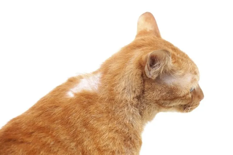 Bild / Foto: Katze kahle Stellen im Fell