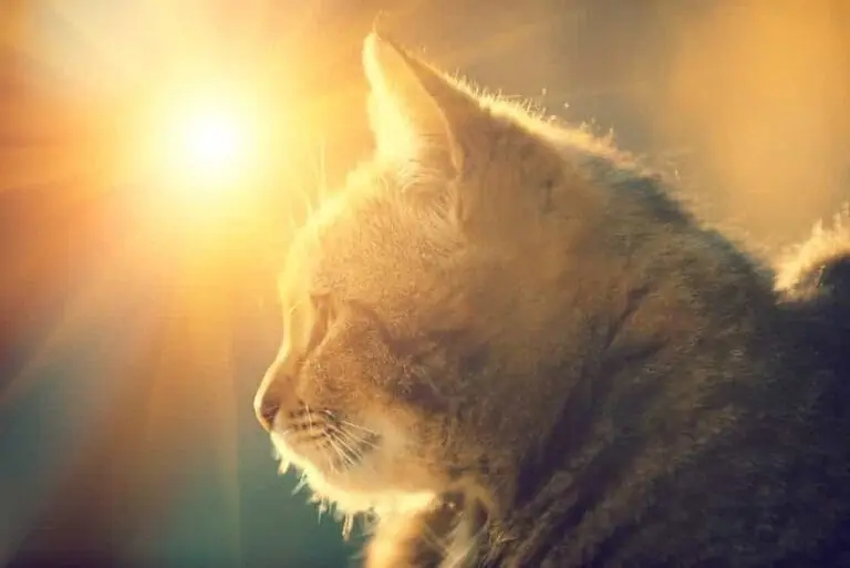 Bild / Foto: Katze Sommer Hitze