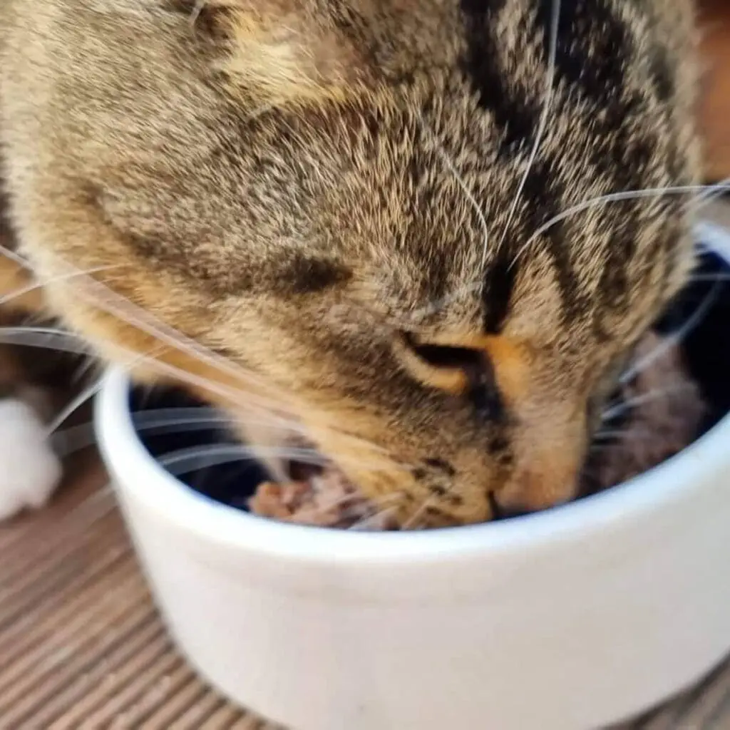 Katze Bella frisst den Testsieger ANIfit Katzenfutter