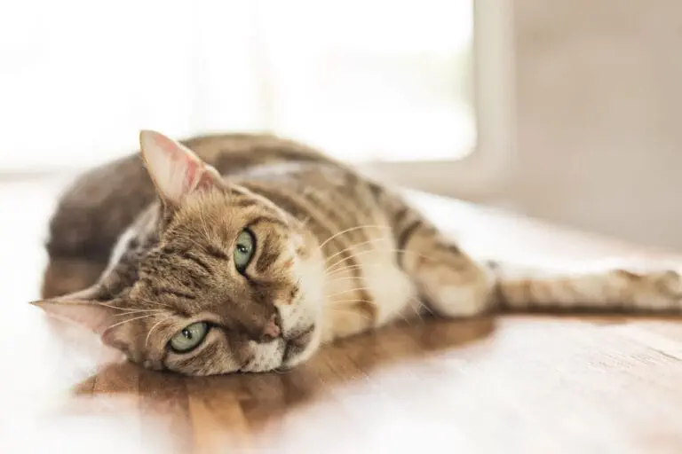 Bild Katze Erbrechen Hilfe