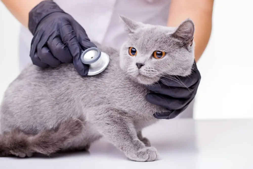 Shorthair Katze beim Tierarzt