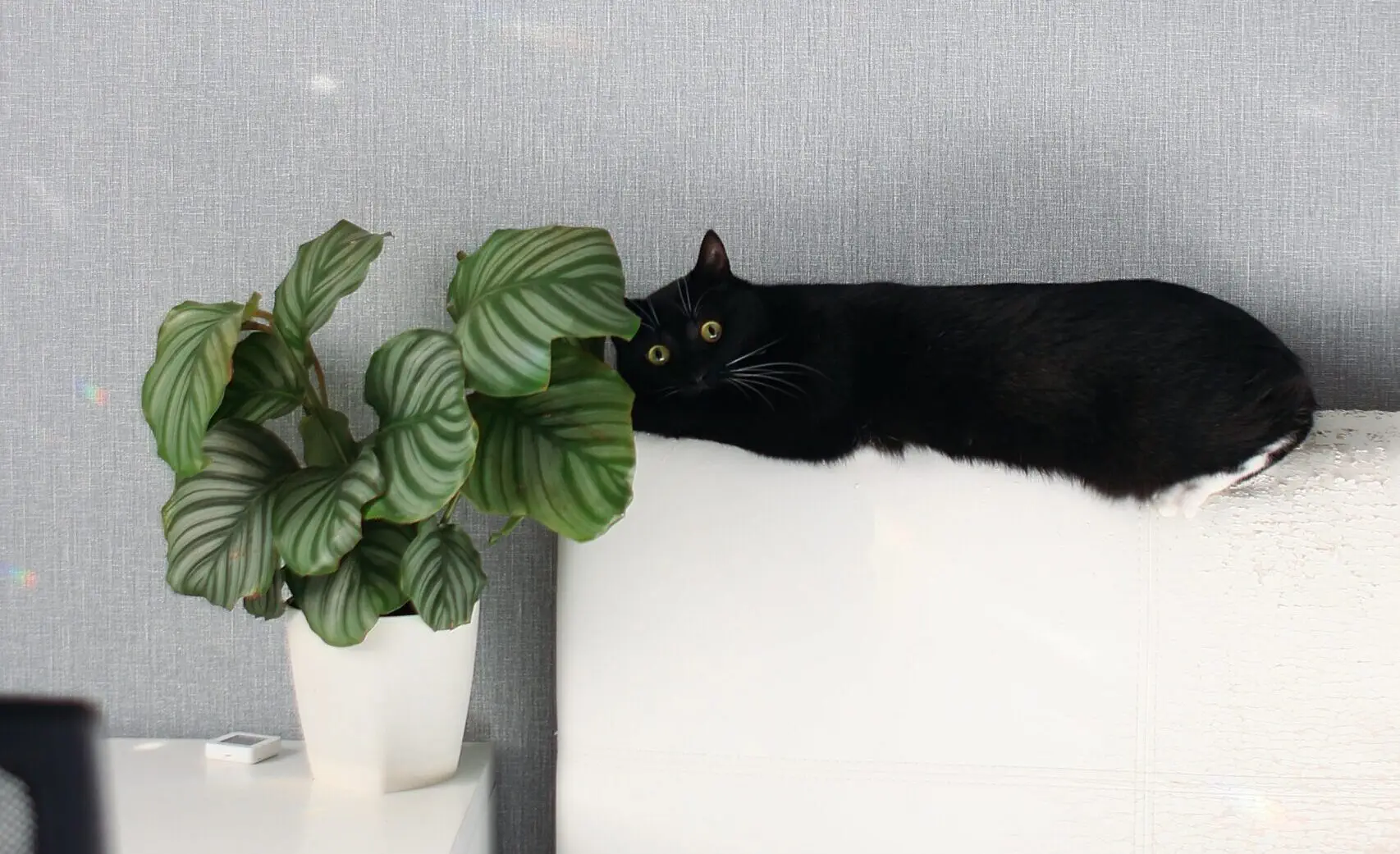 Calathea giftig für Katzen