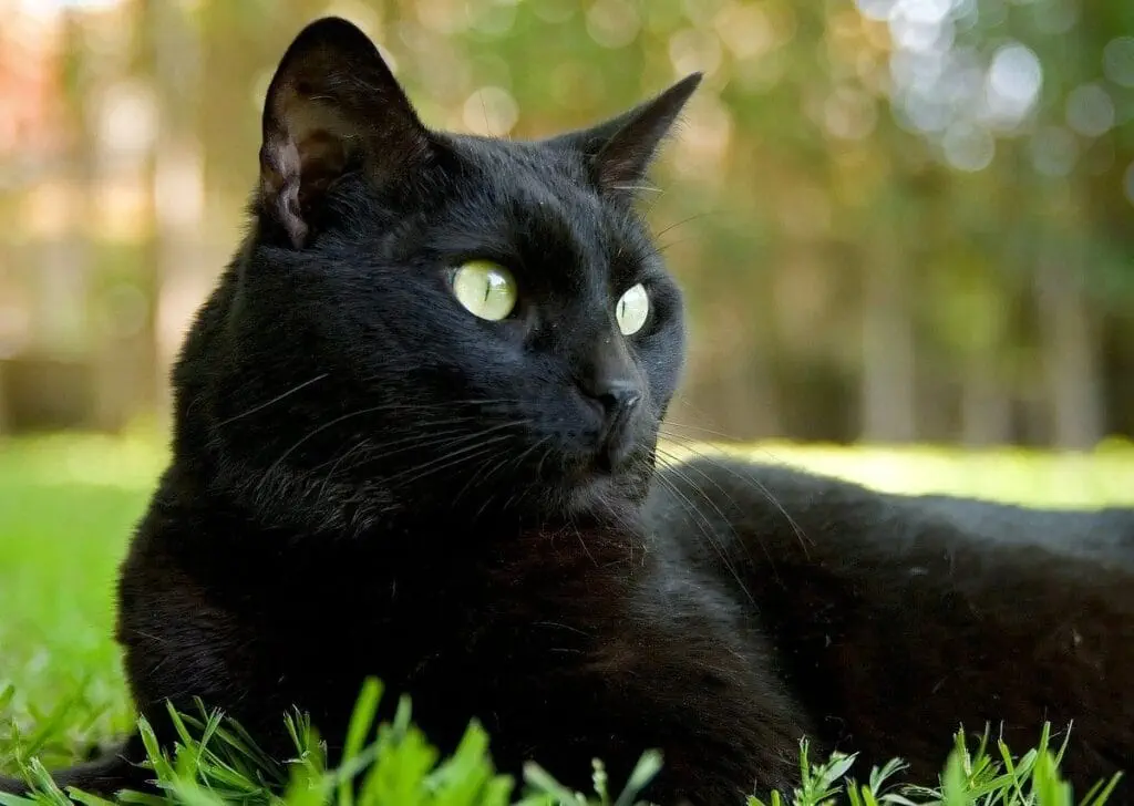 Die reichste Katze der Welt