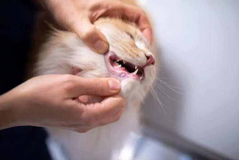 FORL bei Katzen