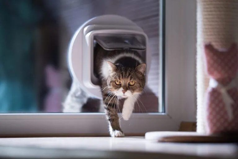 Fremde Katze im Haus