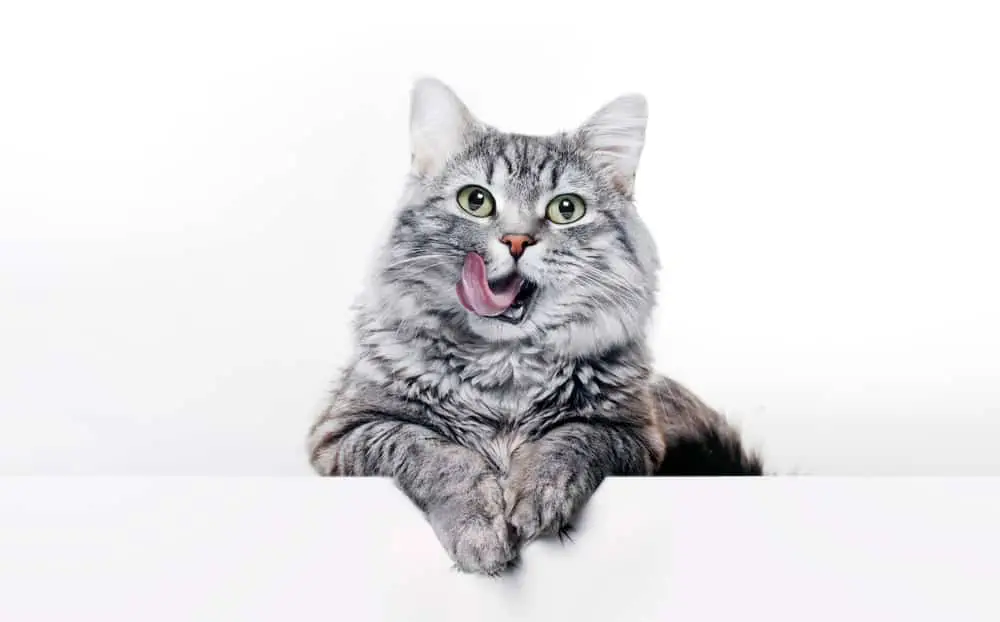 Futterumstellung bei Katzen