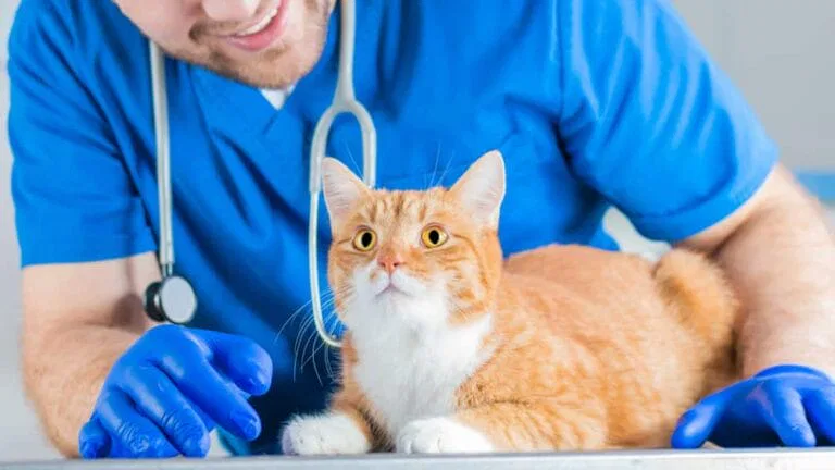 Wie Schnell Erholt Sich Katze Nach Darm Op Katze nach Operation - 10 Nachsorge-Tipps für eine schnelle Erholung