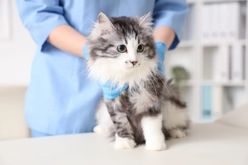Giardien: Test und Behandlung bei Katzen