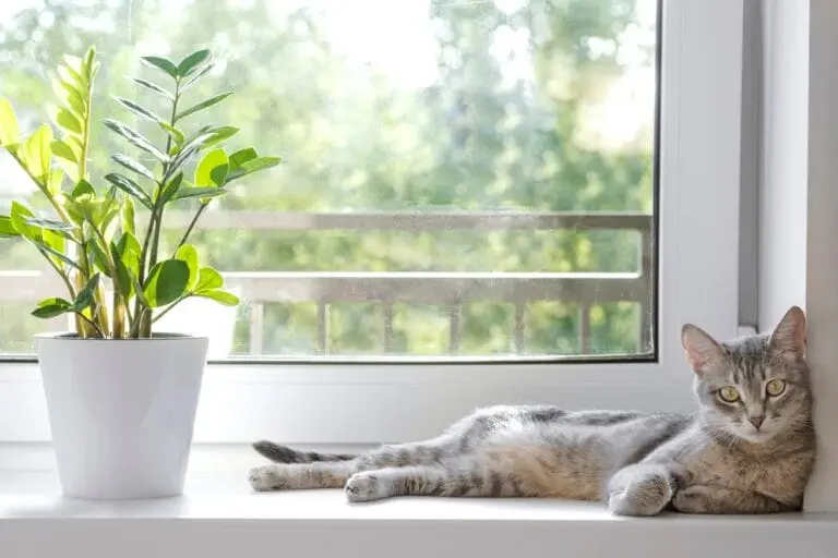 Glücksfeder - Ist die Zamioculcas giftig für Katzen?