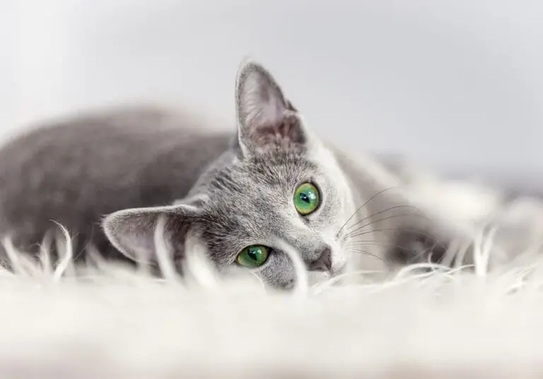 Graue Katzen