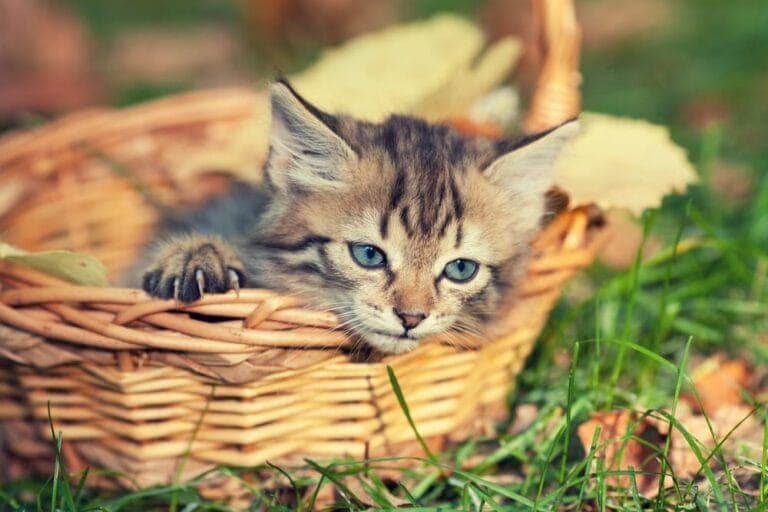Katze rennt wie verrückt durch die Wohnung - Katzenwissen