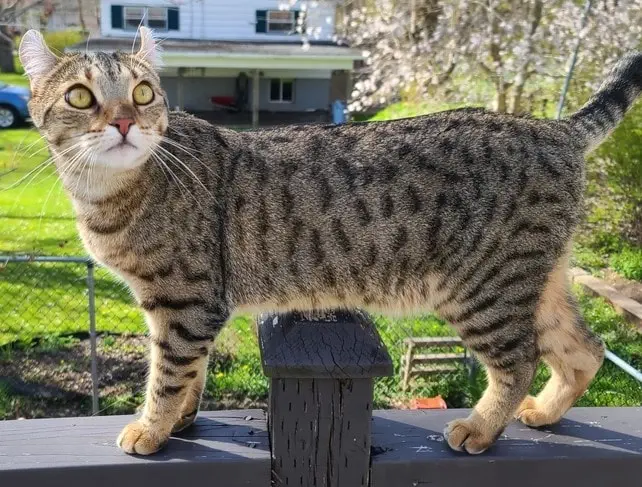 Highlander Katze