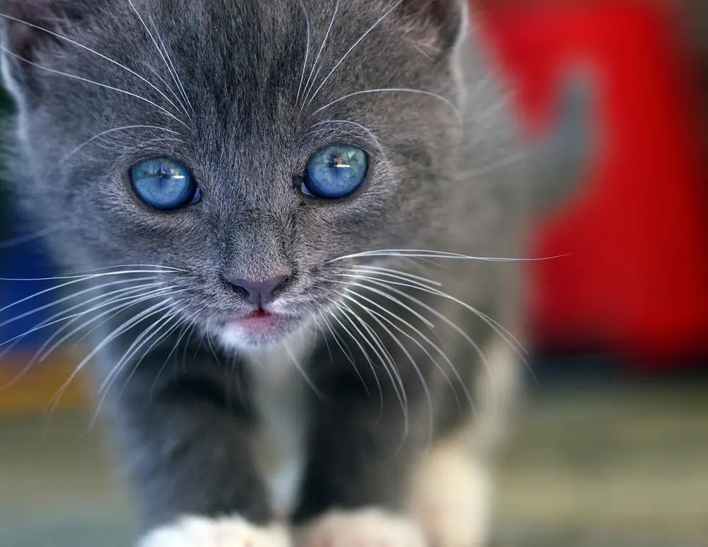 Katze Kitten blaue Augen