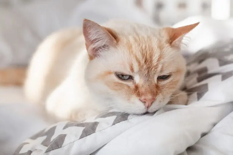 Katze Krebserkrankung Symptome