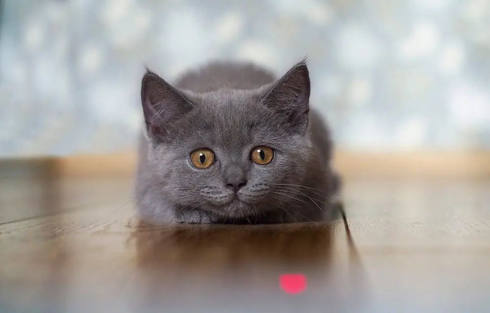 Katze spielt mit Laserpointer, versucht den roten Punkt zu fangen