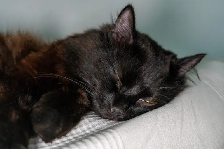 Katze Nachsorge Operation