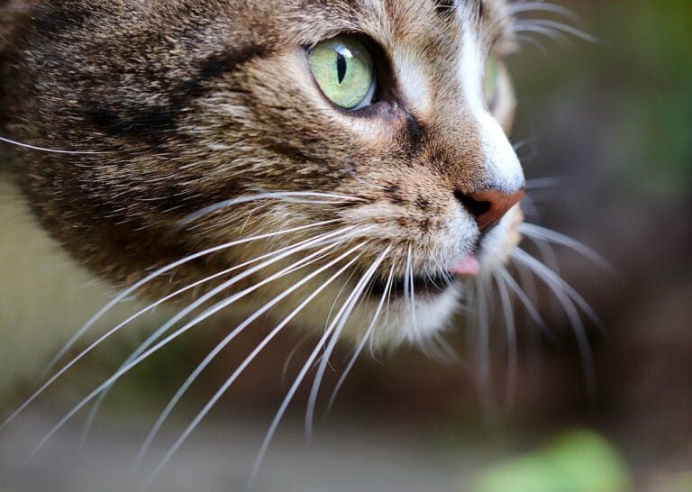 Katze Schnurrhaare Vibrissen