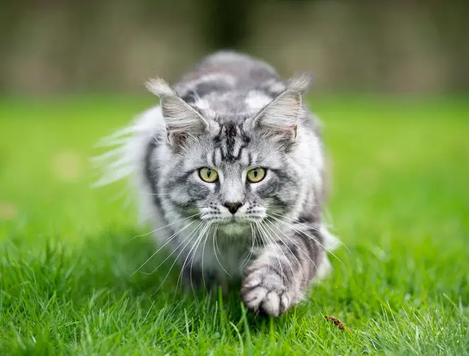 Katze Schnurrhaarverlust