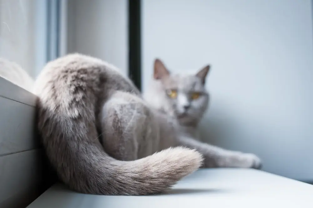 Auch im Liegen ist der Schwanz der Katze teil ihrer Körpersprache