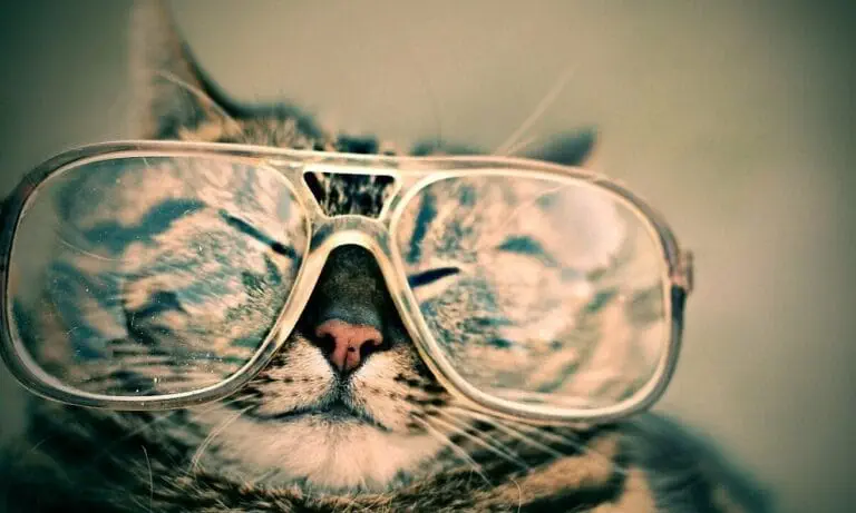 Katze Taurin