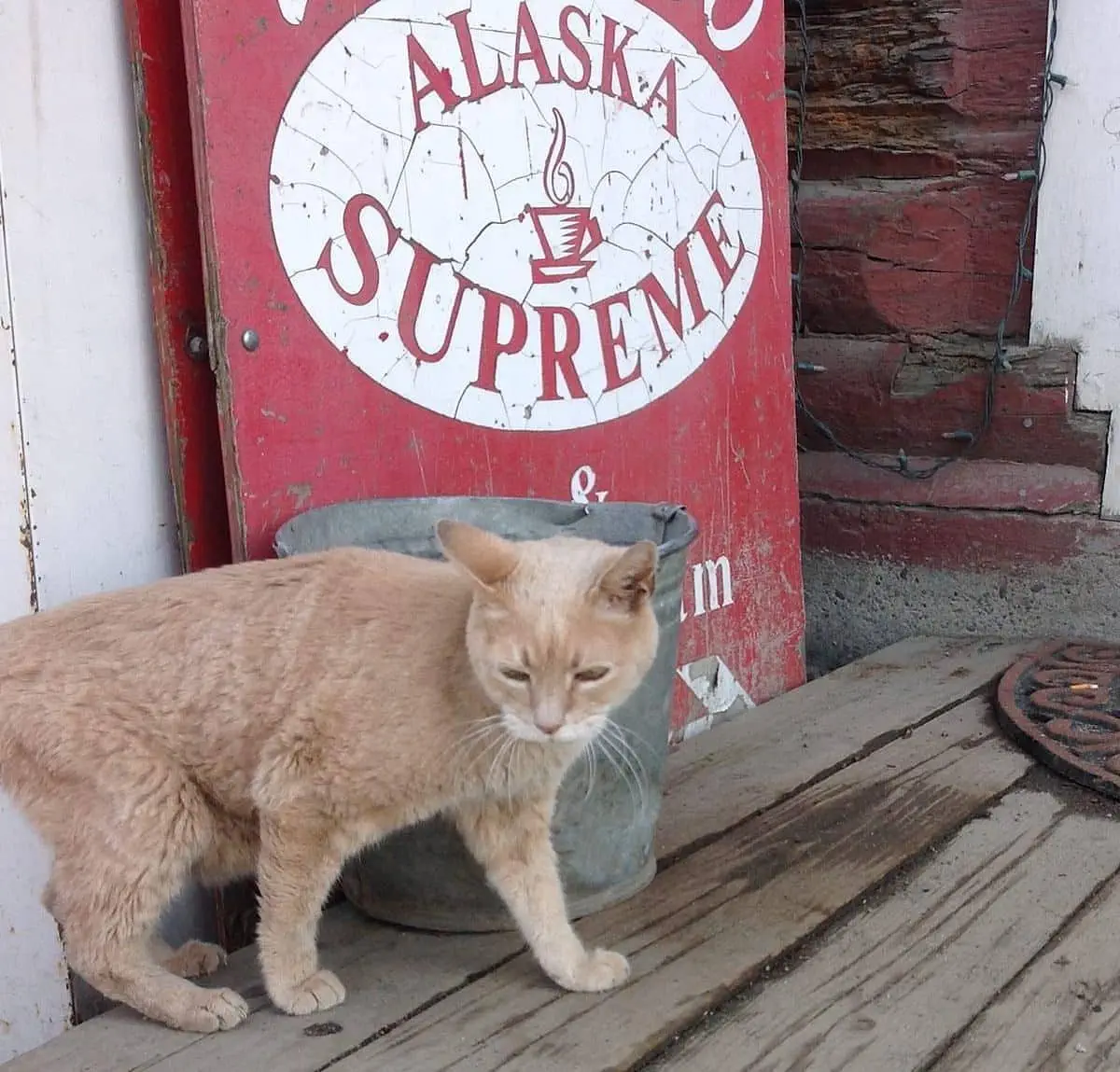 Katze als Bürgermeister- Kater Stubbs