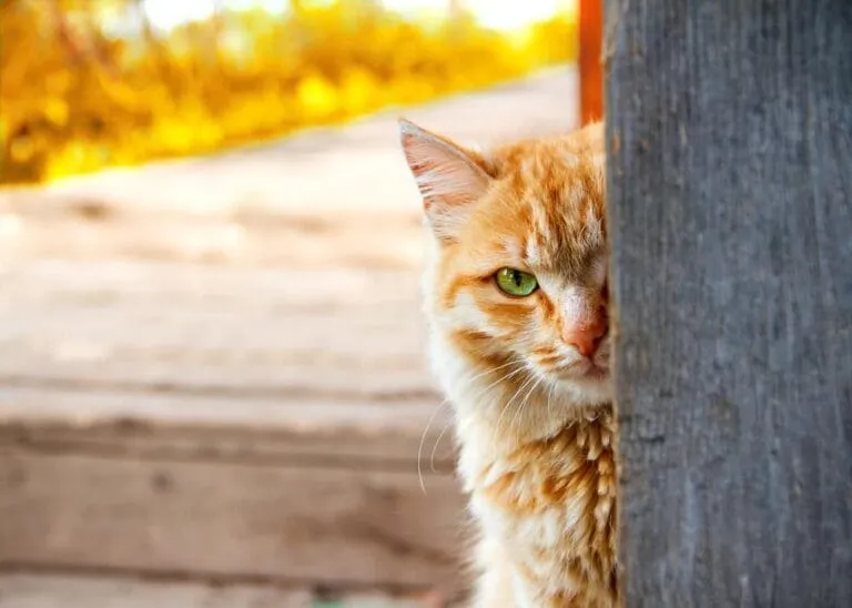 Meine Katze Rennt Wie Verrückt Durch Die Wohnung Katze rennt wie verrückt durch die Wohnung - Katzenwissen