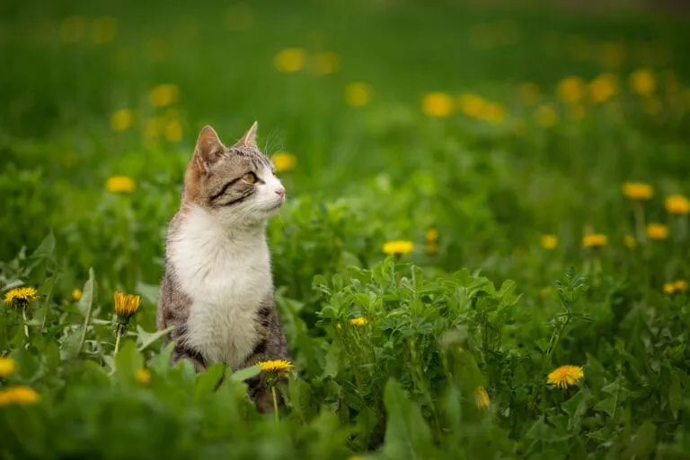 Eine Katze, die zum ersten Mal draußen ist
