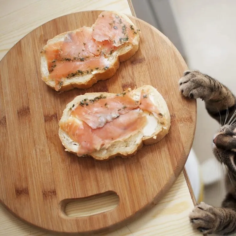 Katze bettelt, klaut essen