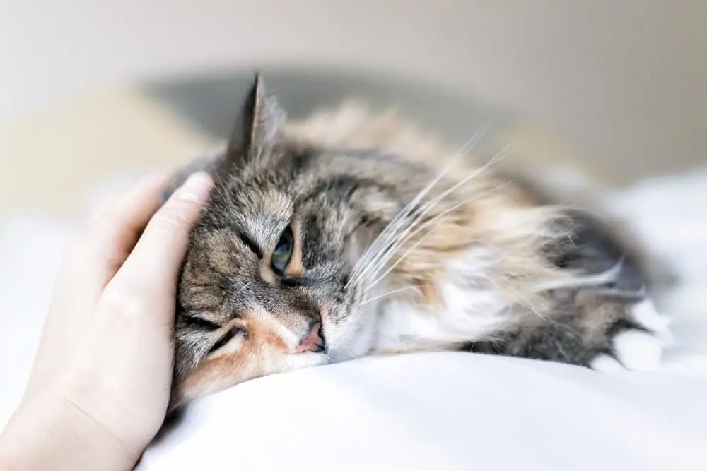 Katze Blut im Stuhl aber fit?