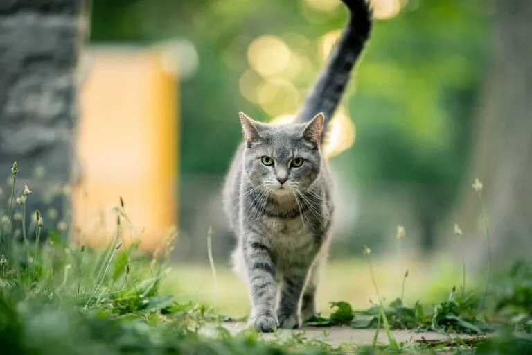 Katze draußen halten