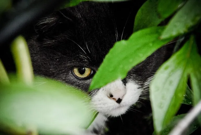 Katze entlaufen vermisst