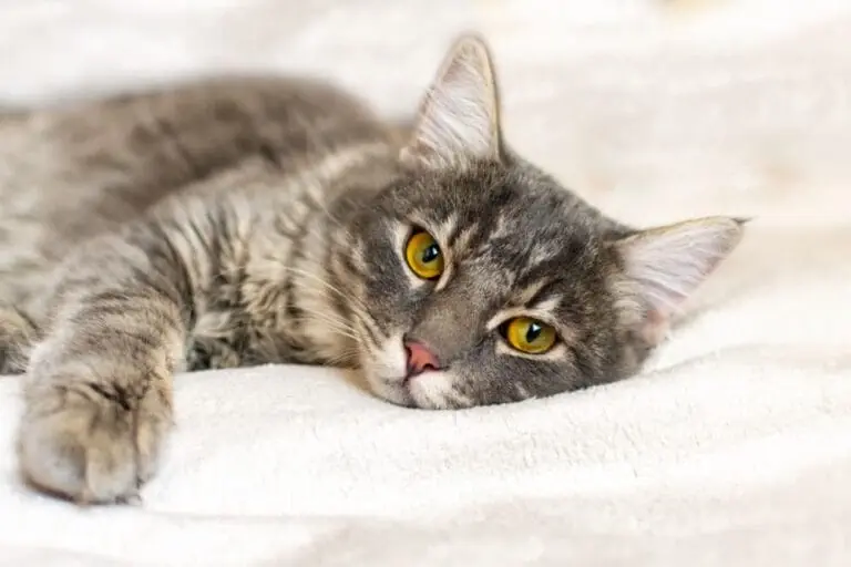 Katze mit Erkältung