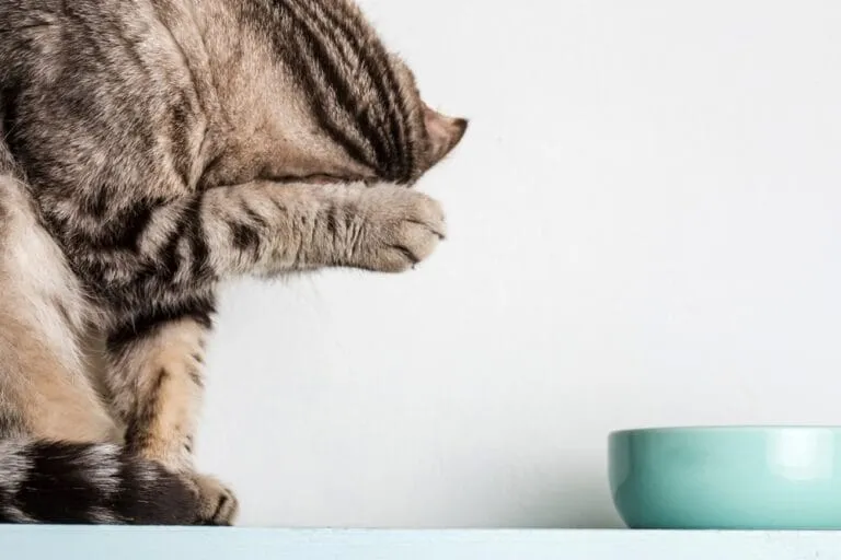 Katze trinkt viel Wasser So erkennst du sofort die Ursache