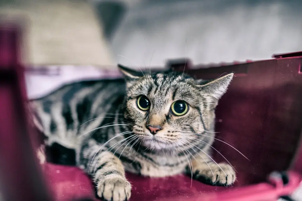 Katze gebissen - Wunde Behandlung
