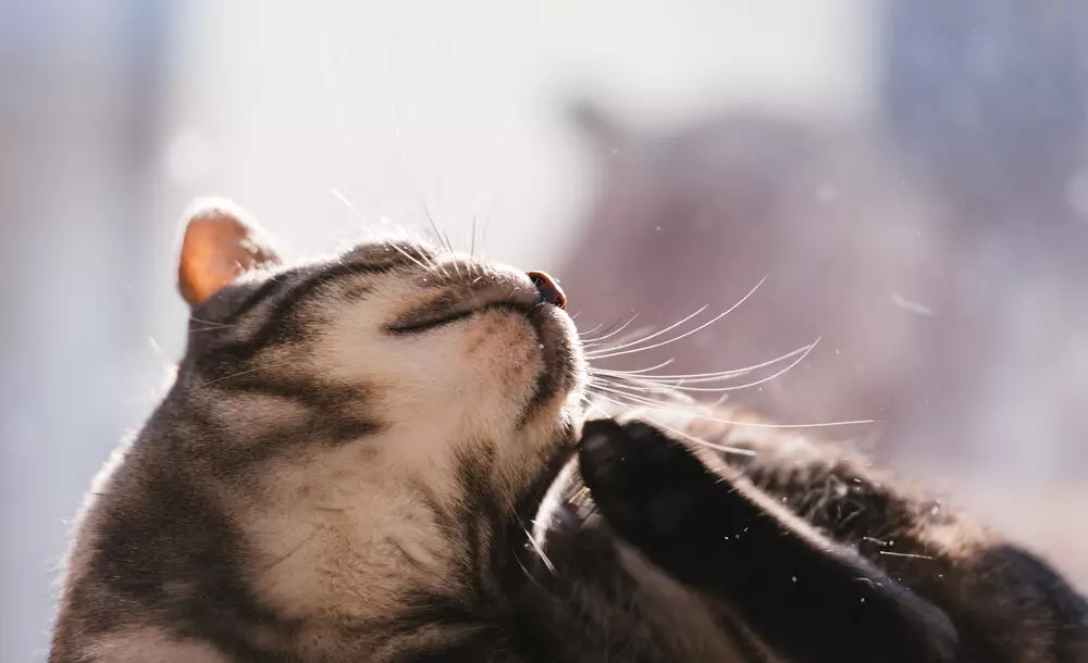 Katze hat Schuppen Behandlung