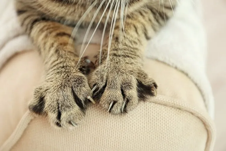 Katze kratzt an Sofa