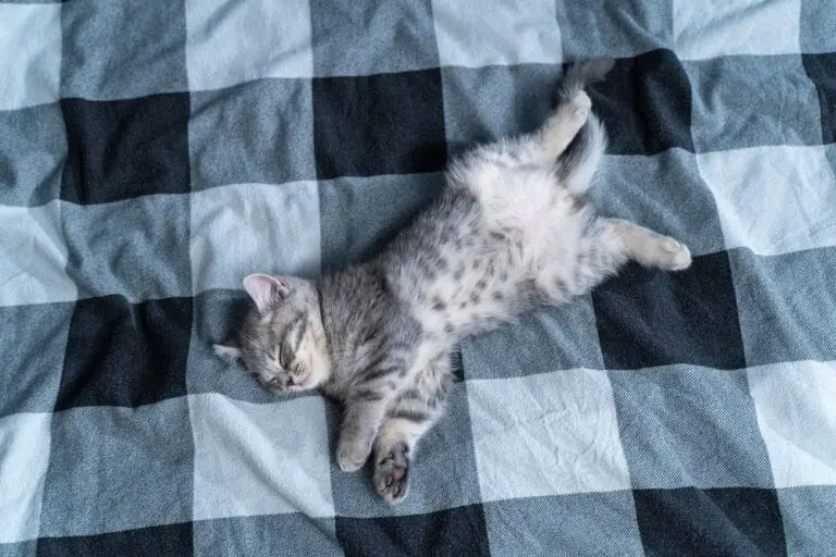 Katze liegt auf dem Rücken