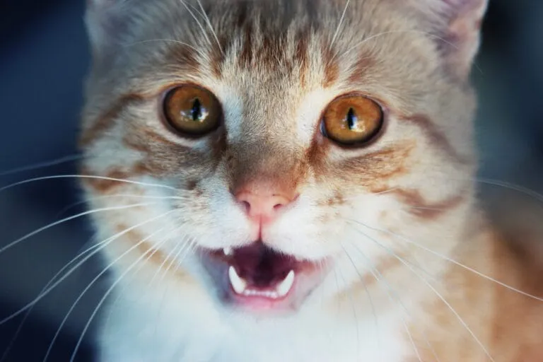 Katze miaut ständig