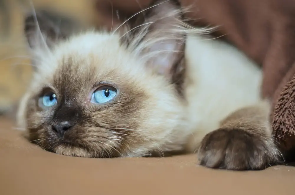 Katze mit Namen rufen